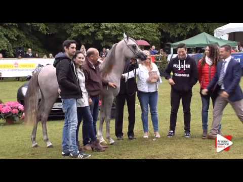 3rd place N.131 FOREVER DAVINCIO - Bruges 2015 Int.- Yearling Colts Championship (Class 119)