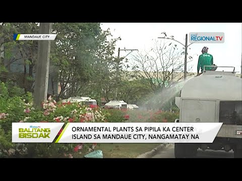 Balitang Bisdak: Ornamental plant sa center island sa Mandaue City, nangamatay