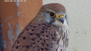 Hommage à Inga, la mère des fauconneaux