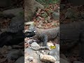 Sensational Komodo Dragon: Unearthing Their Exceptional Prey Detection Abilities from Afar #animals