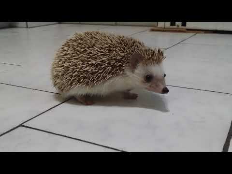 Shy hedgehog exploring the kitchen floor