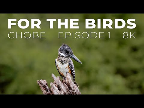 For the Birds: 8K Wildlife Filming with Pangolin Photo Safaris - Chobe 2021 Ep 1
