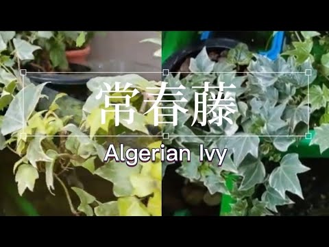 常春藤種植