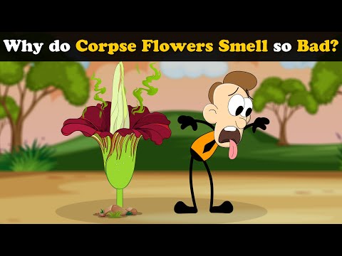 Why do Corpse flowers smell so Bad? + more videos | #aumsum #kids #science #education #children