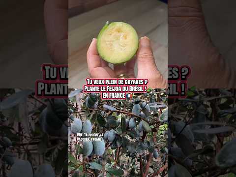 Feijoa in France: The Exotic Fruit Nobody Knows