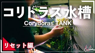 コリドラス水槽リセットします【小型水槽】【コリドラス水槽Part.11】