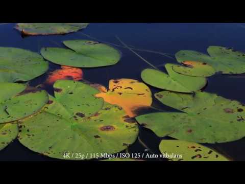 Canon PowerShot G7 X Mark III Vlogg-kit inkl. fjärrkontroll BR-E1 + bordsstativ/grepp + 64GB minneskort | CyberPhoto