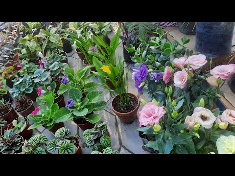 Flowers of Uzbekistan, Ferghana, Quva - June 2022