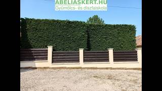 Leylandii ciprus ültetés. Melyik tipust válasszuk? Green Rocket fajta