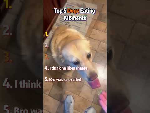 Ranking Top 5 Dogs Eating Moments