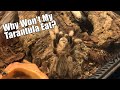 Reasons Why Your Pet Tarantula Isn't Eating! 🕷