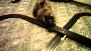 cat swats at slot car track