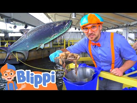 Blippi Visits The Florida Aquarium | Sea Animals With Blippi | Educational Videos For Kids