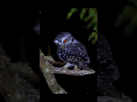 🦉 Night vibes with the wise one 🦉✨ #owl #fbreelsfypシ゚ #viralreelschallenge #reelschallenge