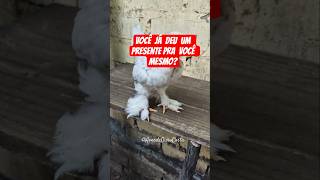 Feliz Natal! novos pintinhos no quintal #shorts