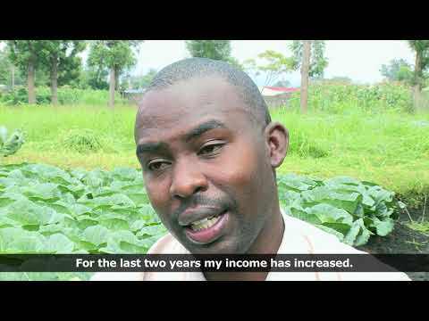 Seminis Hybrid Cabbage Victoria and Tropicana in Africa