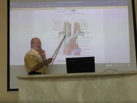 CVS module 16 ( Large arteries of the thorax , part 1 ) by , Dr. Wahdan Dr.Wahdan