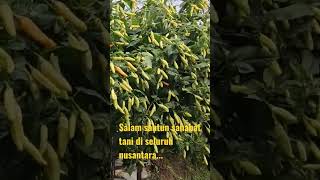 Download lagu Cabai tahan virus dan berbuah lebat mp3