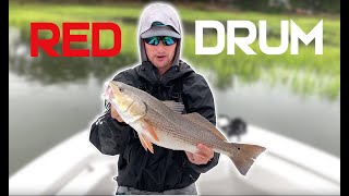 Fishing for Red Drum Inshore | NC Red Drum Fishing