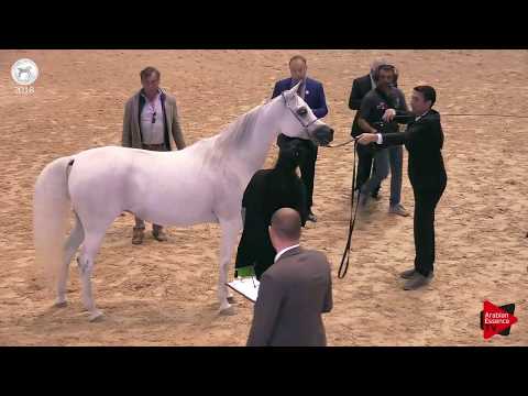 N.45 HOYAM AL WAAB - SEWC 2018 - Senior Mares (Class 3A)