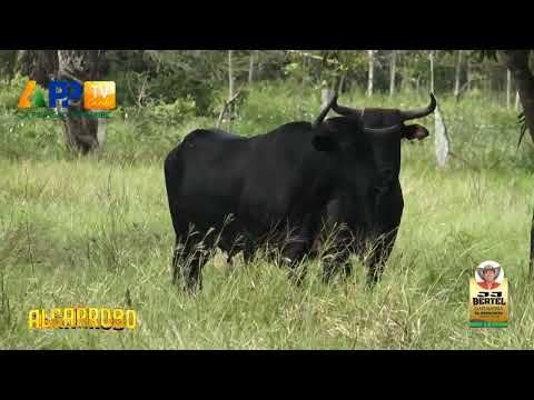 Ganadería El Principio | Algarrobo Magdalena 2025.