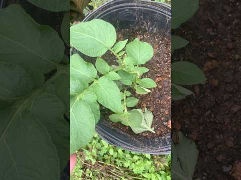 Meu jardim tá criando vida própria! E as batatas se achando as princesas 🥔 🪏