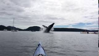 faze tari intalnire cu o balena