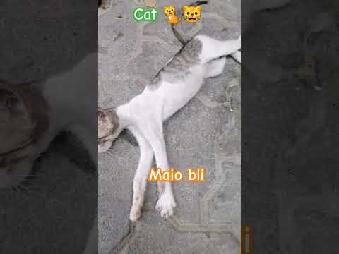#maio #cutecat #animals #cat #2023 #shorts #wajiddpvlogs
