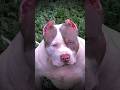 Pitbull Wolf Dog Shorts Pitbull Facts Pets Animals Americanbully Funnyanimal Streetdog