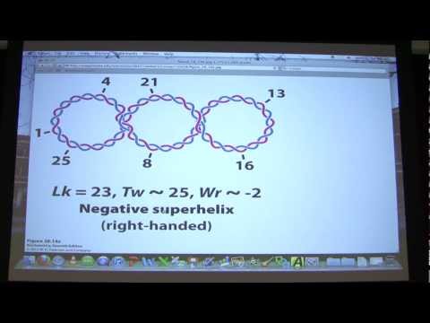 #44 Review Session for Exam II for Kevin Ahern's BB 451/551