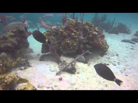 SCUBA Diving at Mangrove Point - Bocas del Toro, Panama