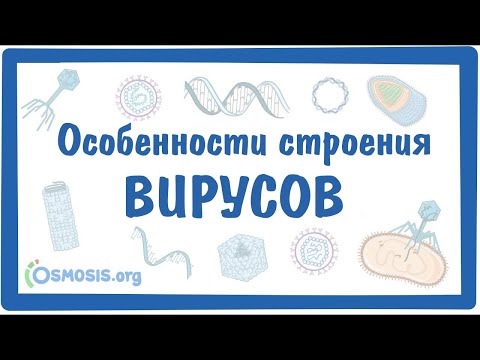 Особенности строения ВИРУСОВ