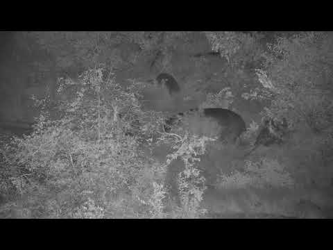 Djuma: Hippos going out to graze - 18:06 - 04/23/21