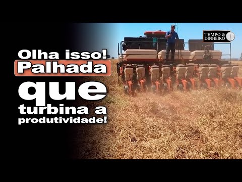 Soja no plantio direto em Campos Novos Paulista-SP. Palhada garante proteção e boa produtividade