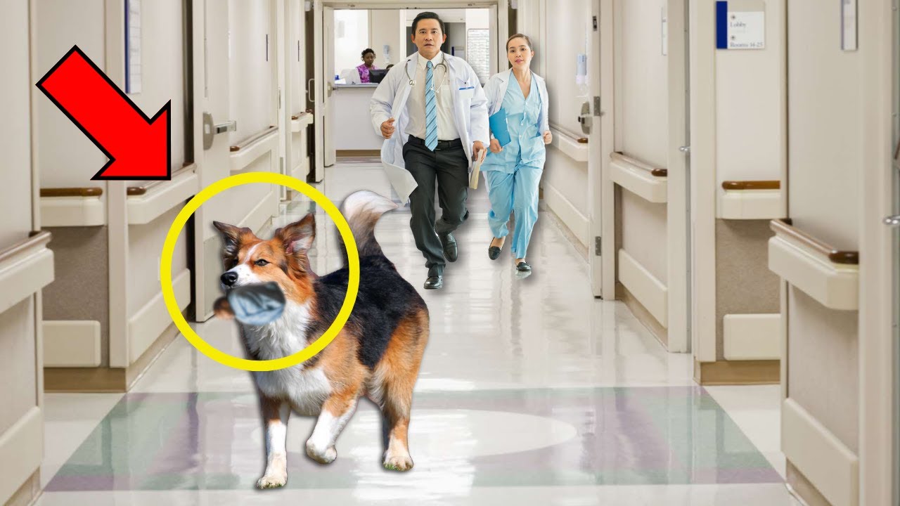 Perro invade hospital y CUANDO EL MÉDICO DESCUBRE POR QUÉ, SE DESESPERA Y EMPIEZA A LLORAR