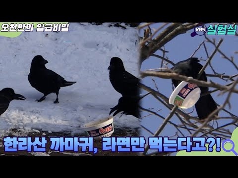 [인생실험] 한라산 까마귀 라면만 먹는다 [오천만의 일급비밀] KBS 20070119 방송