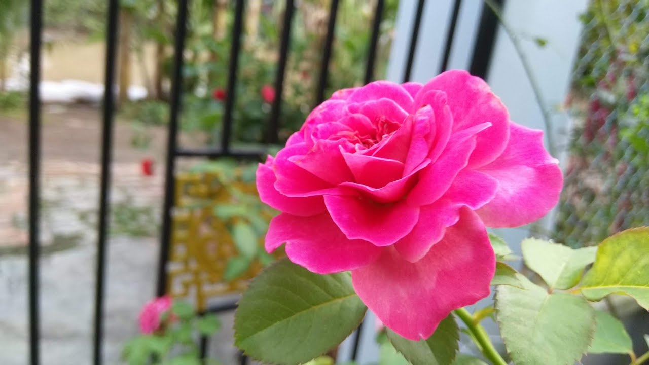Hoa hồng Agnes schilliger rose