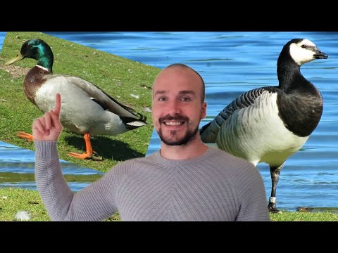 , title : 'How to identify DUCKS and GEESE of the UK - COMMON WATERFOWL!'