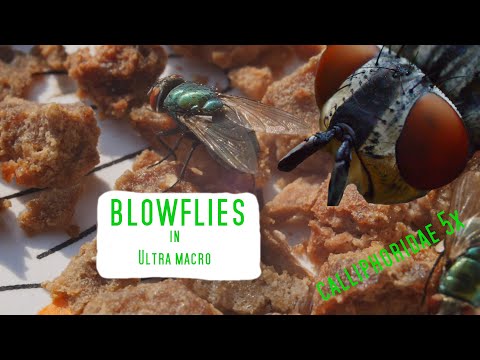 Blowflies (Calliphoridae) in ultra macro, 5x zoom with Laowa 25mm& 100mm
