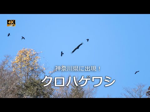 IUCN分類における絶滅の危険性を示す図。