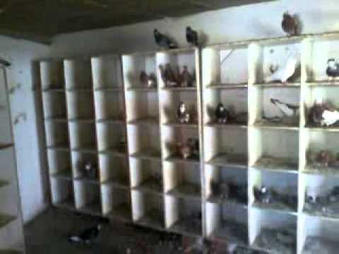 pellumbat e nazifit miratoc