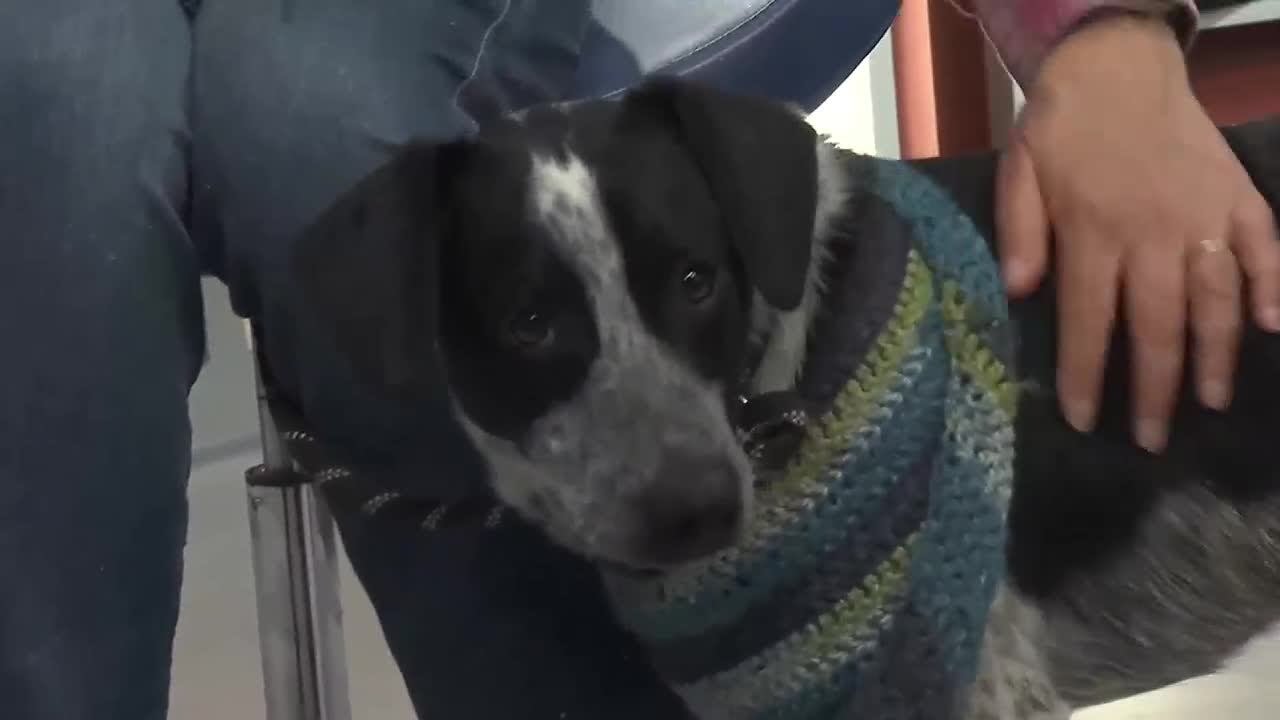 Four Legged Friends: Clark