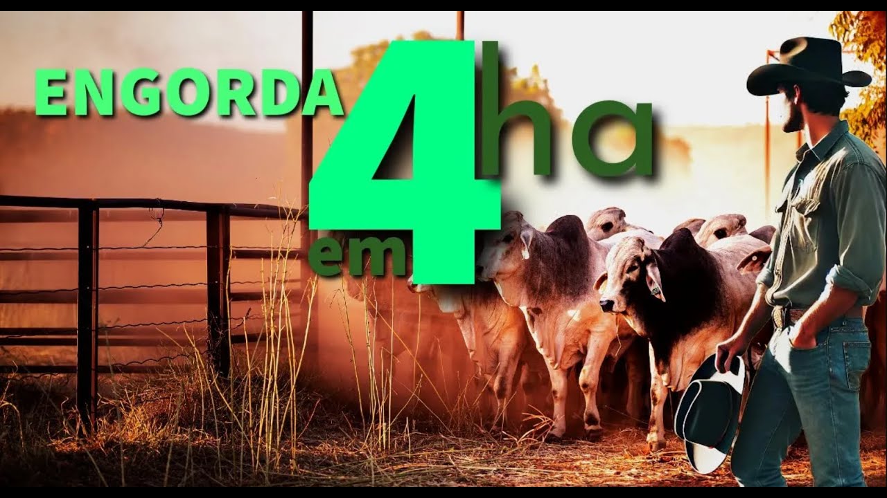 ENGORDA de BOVINOS para PEQUENOS PRODUTORES em 4 Hectares #pecuária