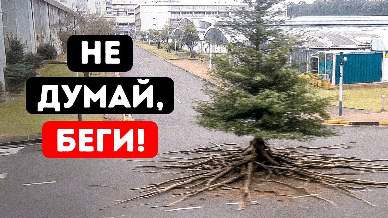 Если вы видите это дерево, идущее... уже слишком поздно!