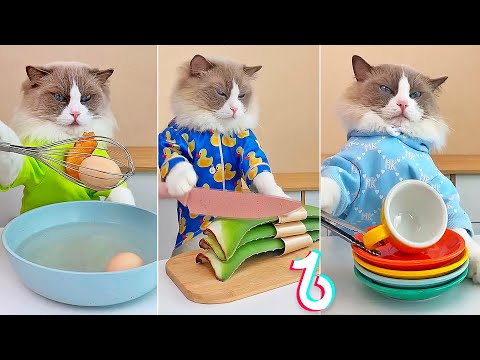 El Mejor Gato Chef De Tik Tok   That little Puff ASMR copilation 09