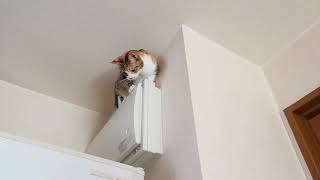 うちの猫