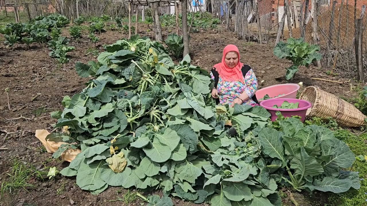 ‼️KARADENİZİN VAZGEÇİLMEZ BAHÇEMDE KARALAHANA KESİMİ ‼️