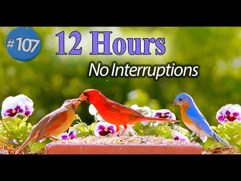 TV for Cats 😻12 Hour Bird Bonanza 🐦Uninterrupted CatTV with Fluttering Wings and Singing Birds