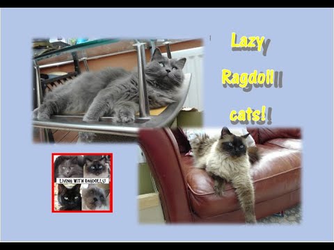 Lazy Ragdoll cats - Living with Ragdolls