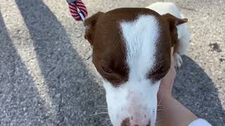 Video preview image #1 Jack Russell Terrier-Unknown Mix Puppy For Sale in Cookeville, TN, USA